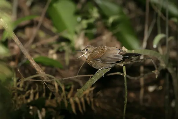 Rufous-breasted leaftosser, Sclerurus scansor – stockfoto