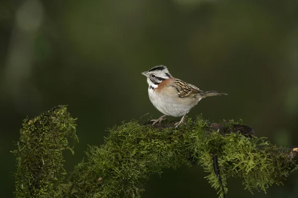 Zonotrichia capensis rufous 체포 되었던 참새 — Zdjęcie stockowe