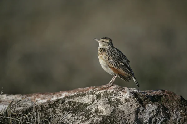 Lagarta-de-nuca-rufa, Mirafra africana — Fotografia de Stock