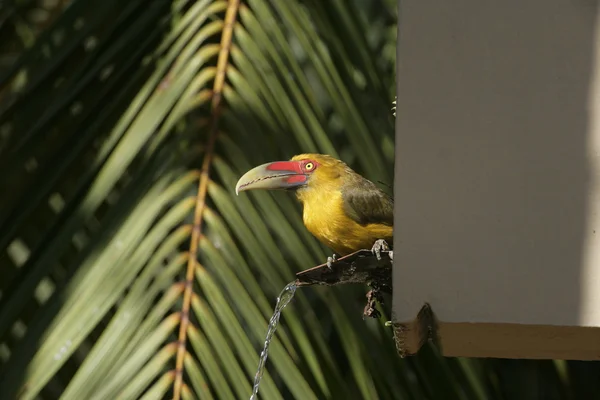 Szafran toucanet, baillonius bailloni — Zdjęcie stockowe