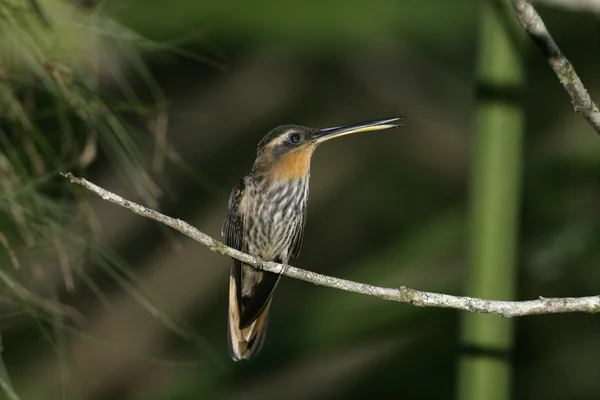 Saw-billed hermit, Ramphodon naevius — Stock Photo, Image