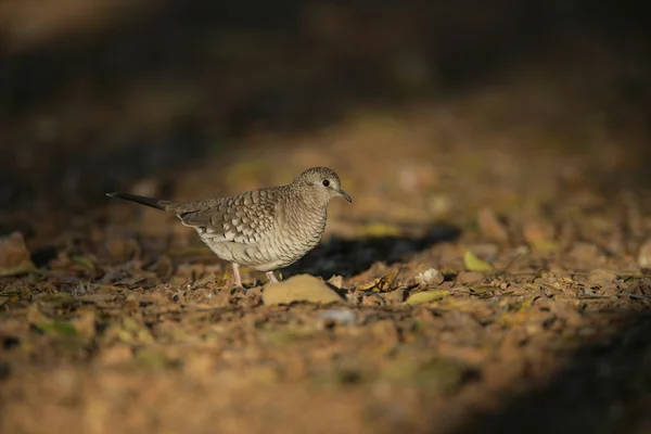 Colombe à échelle réduite, Columbina squammata — Photo