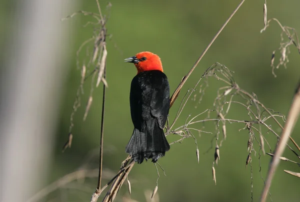 Kızıl kafalı siyah kuş, amblyramphus holosericeus — Stok fotoğraf