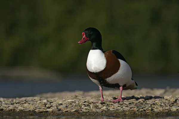 Volpoca, tadorna tadorna — Foto Stock