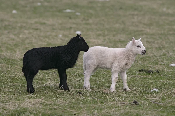 Домашние овцы — стоковое фото