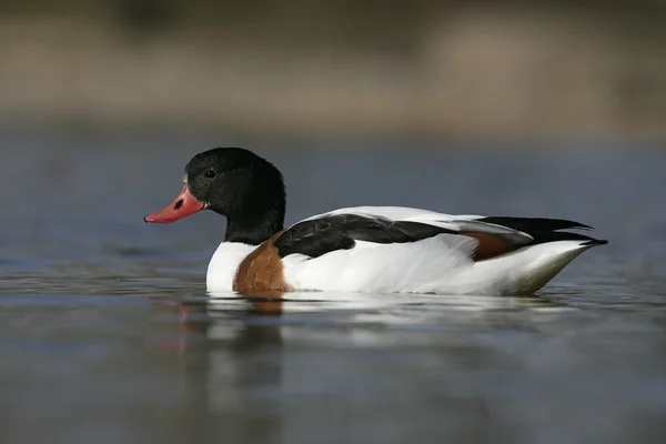 Schelente, tadorna tadorna — Stockfoto