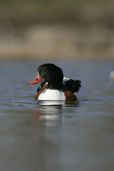 Schelente, tadorna tadorna — Stockfoto