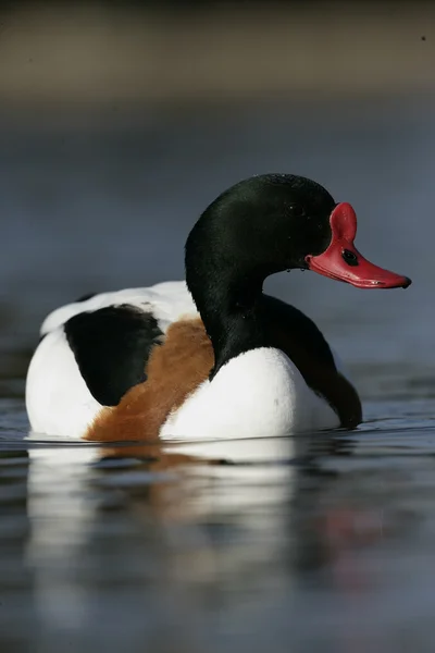 Gravand, tadorna tadorna — Stockfoto