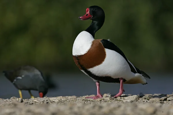 Canard d'Amérique, Tadorna tadorna — Photo