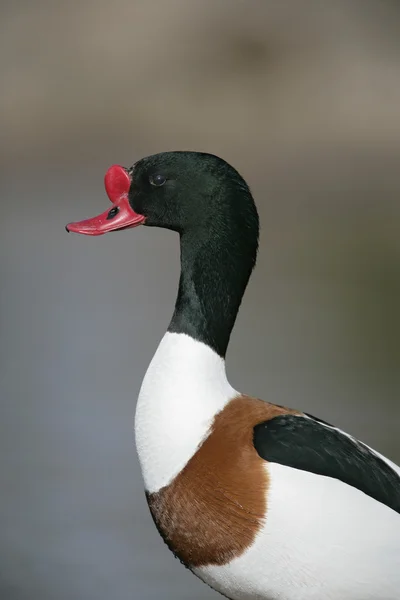 Schelente, tadorna tadorna — Stockfoto