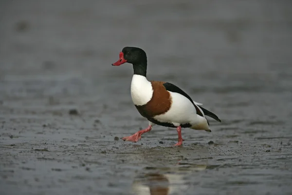 Shelduck, 28 лет, Tadorna — стоковое фото