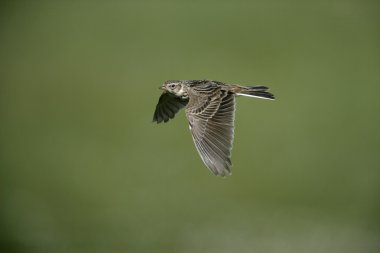 Skylark, Alauda arvensis clipart