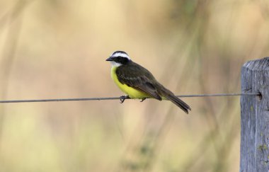 Sosyal sinekkapan, myiozetetes similis