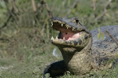 Bozkır caiman, caiman crocodilus