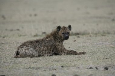 Benekli hyaena, crocuta crocuta,