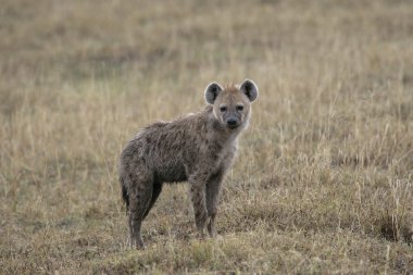 Benekli hyaena, crocuta crocuta,