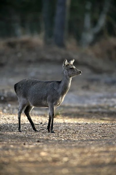 Sika deer, Cervus nippon — Stock Photo, Image