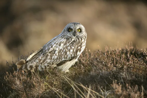 Búho de orejas cortas, Asio flammeus — Foto de Stock