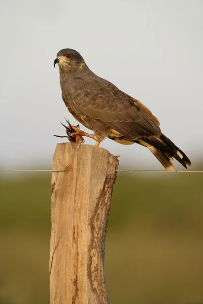 Улитка змея, Rostrhamus sociabilis — стоковое фото