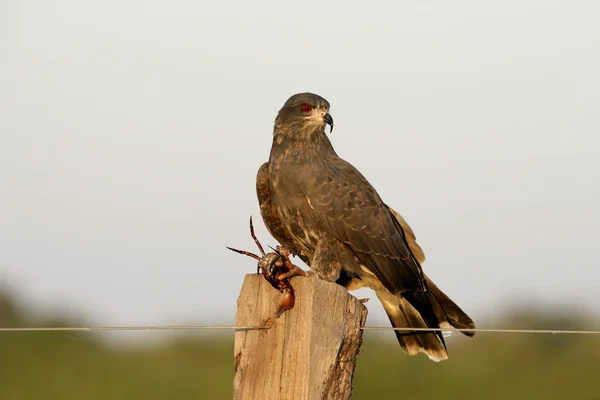 Ślimak latawca, rostrhamus sociabilis — Zdjęcie stockowe