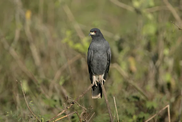 Snail kite, Rostrhamus sociabilis — Stockfoto