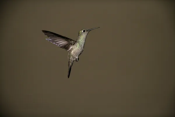 Ponuré kolibřík, aphantochroa cirrochloris — Stock fotografie