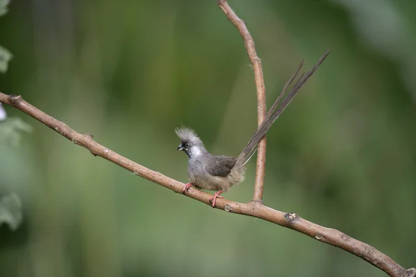 Pássaro-mousebird, Colius striatus — Fotografia de Stock
