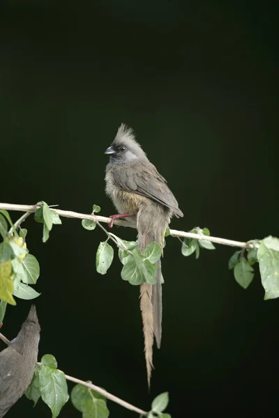 Mouette mouchetée, Colius striatus — Photo