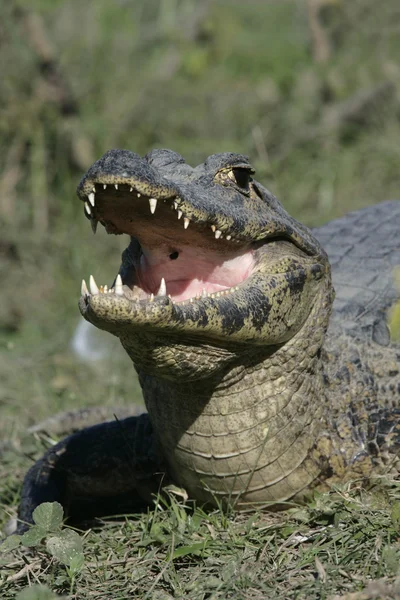 Caimão espetacular, crocodilo-de-caiman — Fotografia de Stock