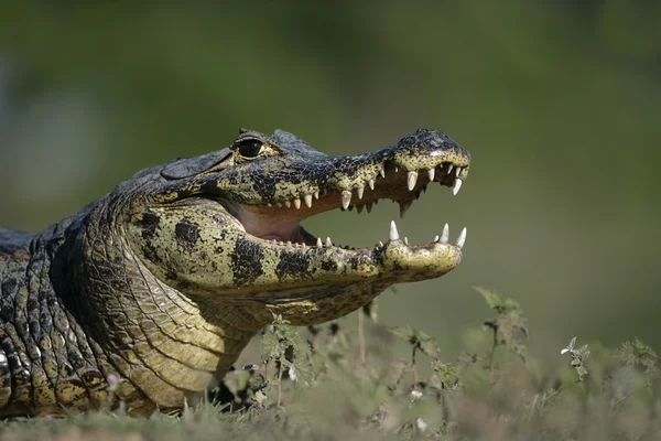 Очковий caiman, caiman crocodilus — стокове фото