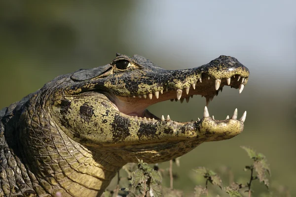 Spectacled caiman, Caiman crocodilus — Stock Photo, Image