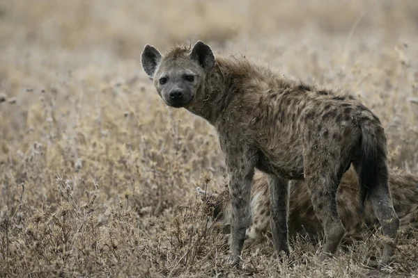 Spotted hyaena, Crocuta crocuta, — Φωτογραφία Αρχείου