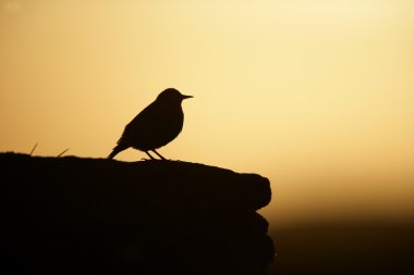 Starling, sturnus vulgaris