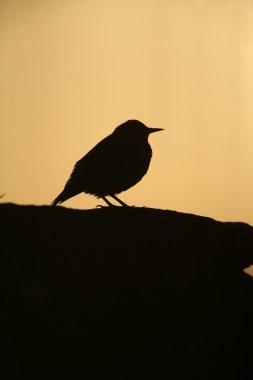 Starling, sturnus vulgaris