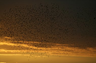 Starling, sturnus vulgaris