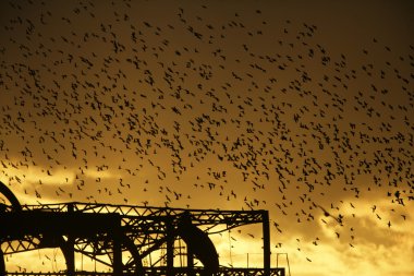 Starling, sturnus vulgaris