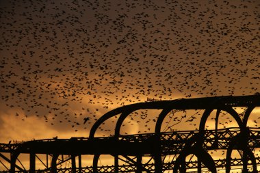 Starling, sturnus vulgaris