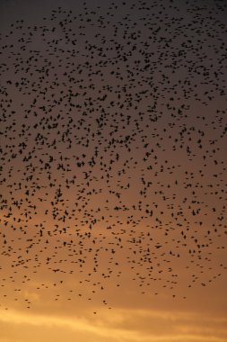 Starling, sturnus vulgaris