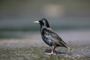 Starling, sturnus vulgaris