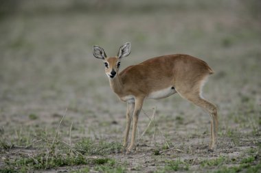 Steinbuck, Raphicerus campestris