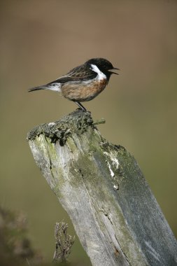 Stonechat, Saxicola torquata