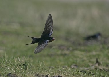 Kırlangıç, hirundo rustica