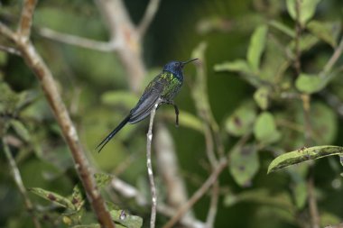 Swallow-Tailed sinekkuşu, eupetomena macroura