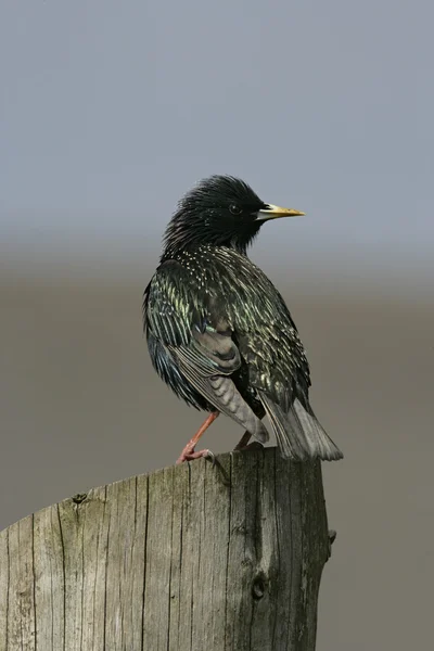 Starling, sturnus vulgaris — Stok fotoğraf