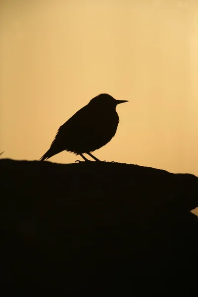 Szpak, sturnus vulgaris — Zdjęcie stockowe