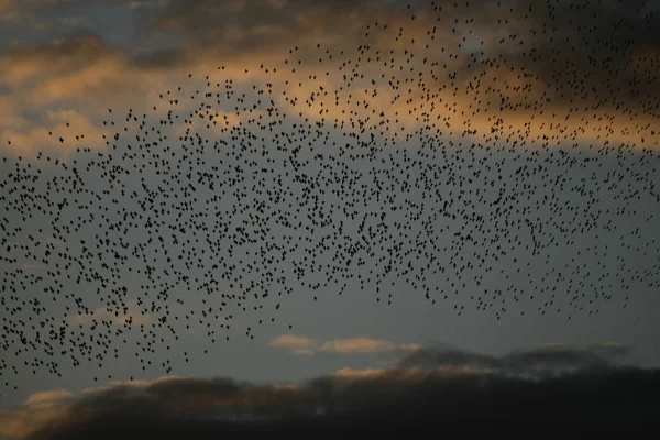 Szpak, sturnus vulgaris — Zdjęcie stockowe