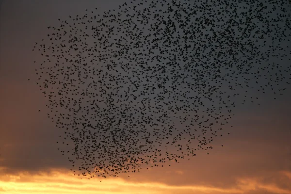 Étourneau, Sturnus vulgaris — Photo