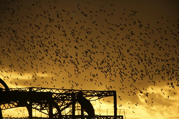 Starling, sturnus vulgaris