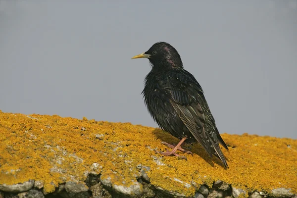 Szpak, sturnus vulgaris — Zdjęcie stockowe