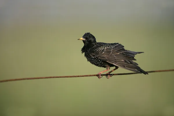 Starling, Sturnus vulgaris — Fotografia de Stock